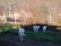 abruzzese mastiffs